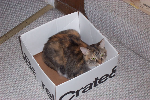 Peanut in Box